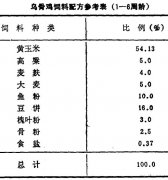 怎樣飼養(yǎng)商品烏骨雞？