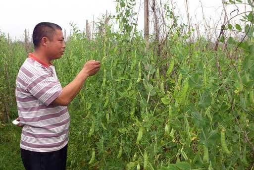 菜豆種植技術