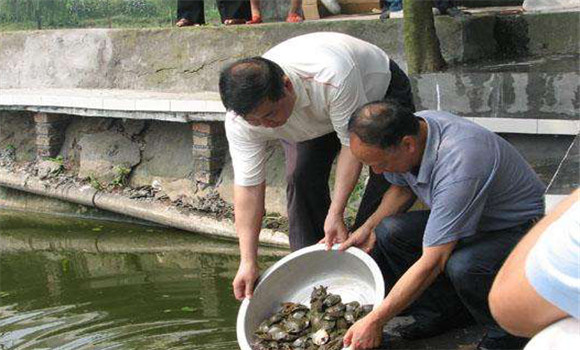 魚(yú)鱉混養(yǎng)技術(shù)