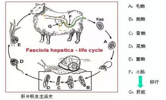 羊肝片吸蟲(chóng)病傳染嗎？