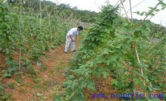 種植葛根如何管理？葛根田間管理技術(shù)要點(diǎn)