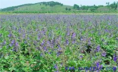 種植黃芩怎么管理？黃芩田間管理的主要內(nèi)容