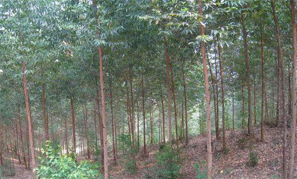 桉樹種植技術(shù)