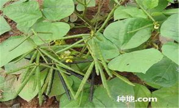 綠豆怎么種植能高產(chǎn)？