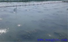 怎樣為魚塘增加氧氣，給魚塘增氧有幾種方法？