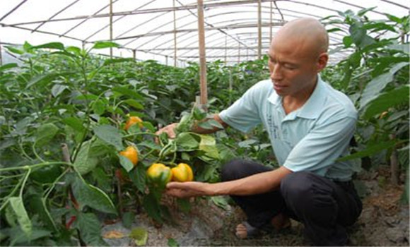 甜椒定植管理技術