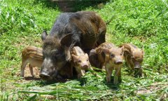 野豬是保護動物嗎?野豬人工飼養(yǎng)方法與技術(shù)要點