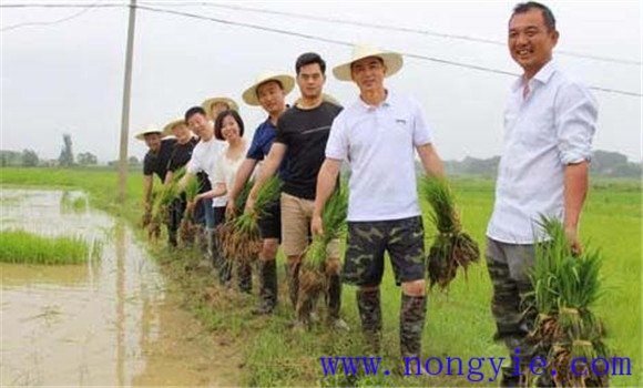 有機(jī)水稻栽培技術(shù)的生產(chǎn)方式