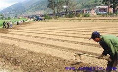 種植薄荷如何選地整地？薄荷種植管理技術(shù)要點