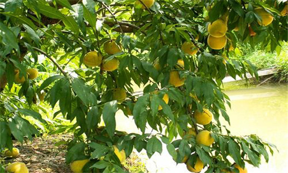 黃桃種植技術(shù)