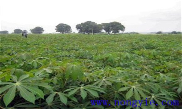 木薯種植技術與主要栽培步驟