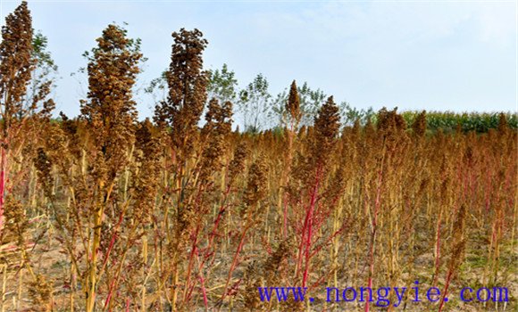 藜麥高產種植技術要點