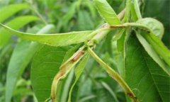 食心蟲(chóng)的生物防治與人工防治方法