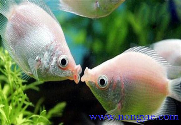 接吻魚(yú)為什么接吻