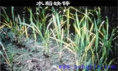 水稻缺鋅會(huì)導(dǎo)致僵苗，水稻缺鋅怎么辦？