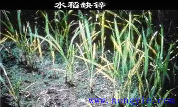 水稻缺鋅會(huì)導(dǎo)致僵苗，水稻缺鋅怎么辦