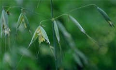 燕麥種植時間，燕麥什么時間種植