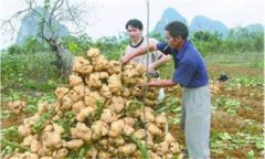 豆薯如何種植，豆薯種植與栽培技術(shù)