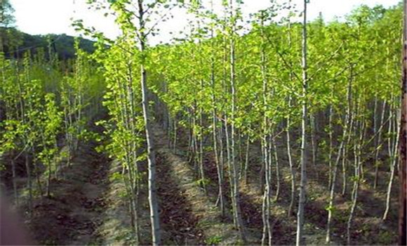 銀杏樹種植方法：銀杏樹育苗種植技術