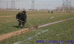 小麥冬灌時(shí)間是什么時(shí)候？小麥澆冬水的作用