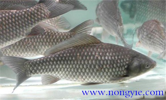 四大家魚(yú)的生活水層簡(jiǎn)介