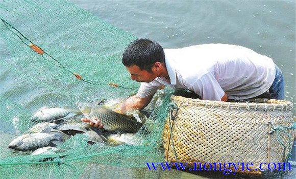 羅非魚(yú)的飼養(yǎng)管理