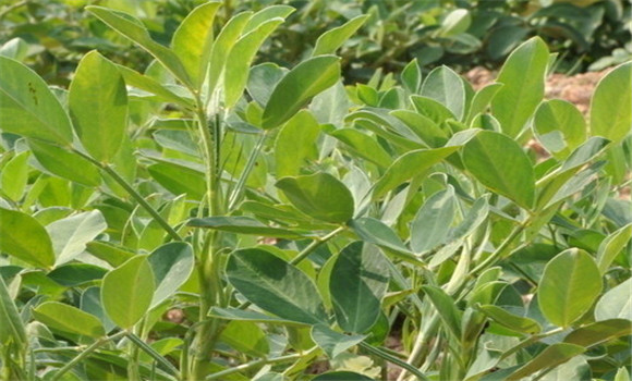 花生地膜覆蓋栽培技術