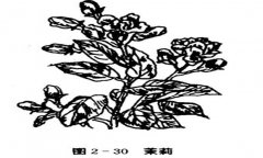 茉莉花種植技術(shù)，如何種植茉莉花