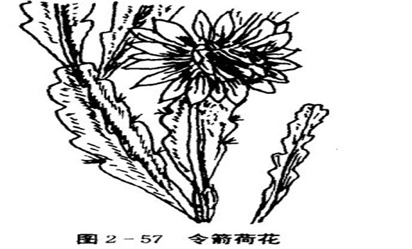 令箭荷花的特點(diǎn)與栽培技術(shù)