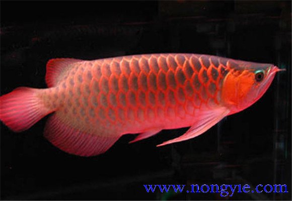 紅龍魚(yú)吃什么食物