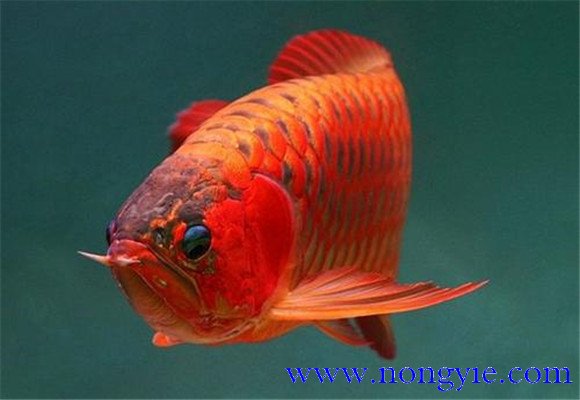 紅龍魚(yú)怎么才能養(yǎng)好