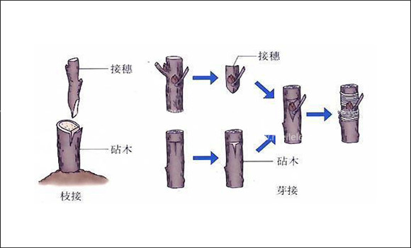 棗樹如何嫁接 棗樹嫁接方法介紹