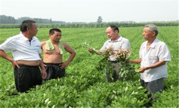 花生高產(chǎn)種植技術(shù)