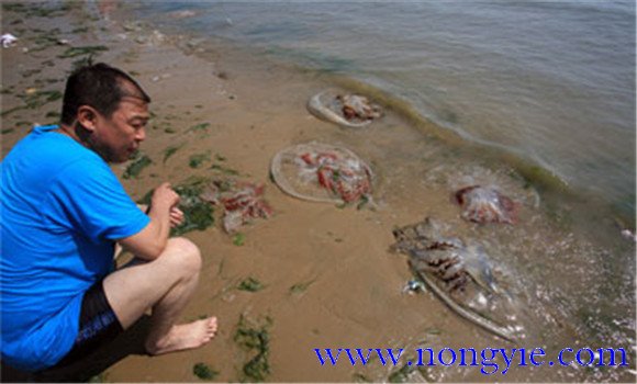 海蜇能蜇死人嗎，如何預(yù)防被蜇傷