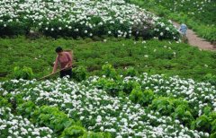 白芍種植技術(shù)、方法與主要步驟