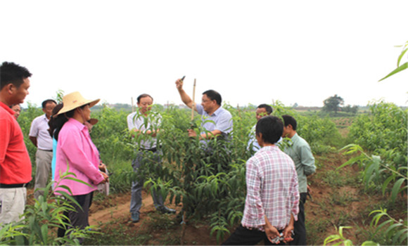 桃樹(shù)的種植方法