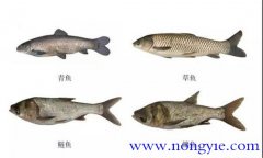 四大家魚(yú)是哪四種 四大家魚(yú)的來(lái)歷