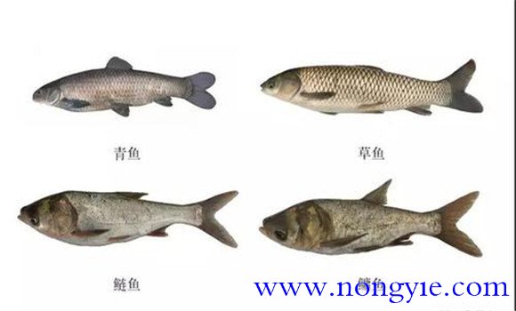 四大家魚(yú)是哪四種