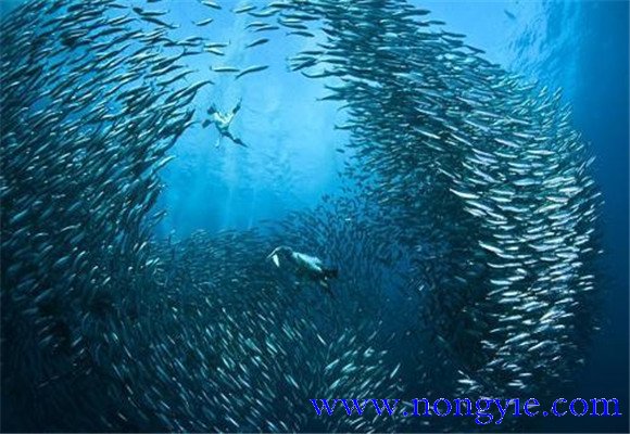 沙丁魚吃什么食物