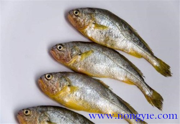 黃花魚(yú)怎么人工養(yǎng)殖