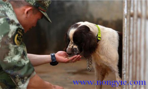 訓犬時主人對訓犬效果會有什么影響