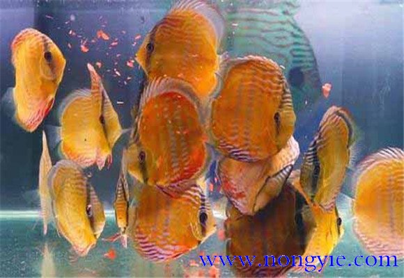 神仙魚(yú)飼養(yǎng)環(huán)境要求