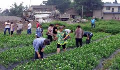 茉莉花的養(yǎng)殖方法簡(jiǎn)介，怎樣培育茉莉花