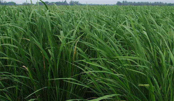 茭瓜種植技術(shù)