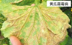 黃瓜病蟲害防治：黃瓜霜霉病、白粉病、紅蜘蛛