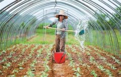 菜豆栽培時間與技術(shù)要點、病蟲害防治