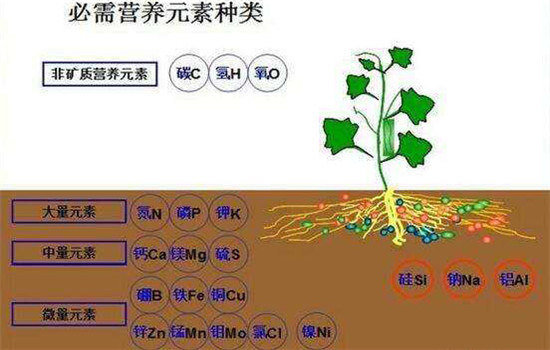 農(nóng)作物磷過剩時(shí)的癥狀