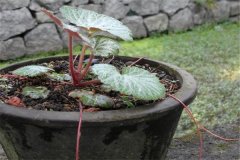 如何盆栽虎耳草，虎耳草盆栽關(guān)鍵技術(shù)解密