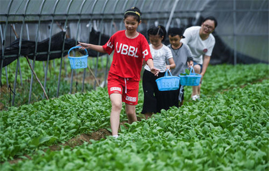 蔬菜具備豐產(chǎn)性或速生長特點(diǎn)