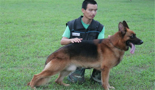 因犬制宜，區(qū)別對待